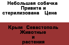 Небольшая собачка. Привита и стерилизована › Цена ­ 1 - Крым, Севастополь Животные и растения » Отдам бесплатно   . Крым